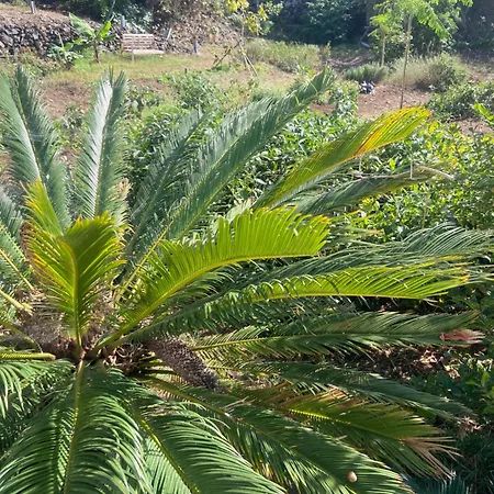 Eco Vista Mar Y Teide Mit Tropischem Garten *